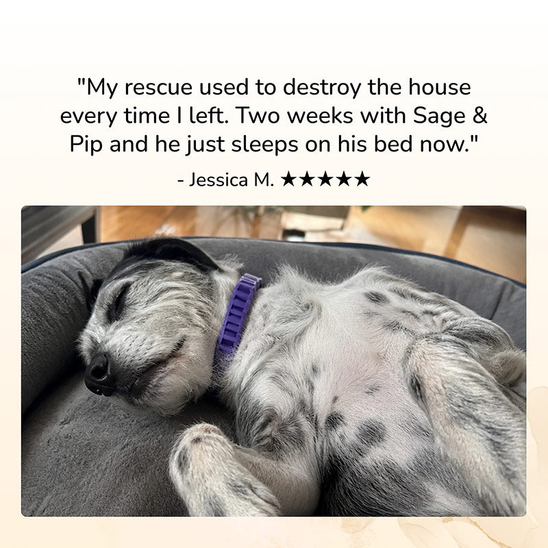 Sage & Pip Calming Collars